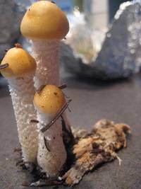 Stropharia ambigua image