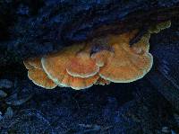 Laetiporus gilbertsonii image