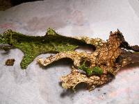 Lobaria pulmonaria image