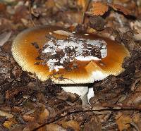 Amanita calyptroderma image