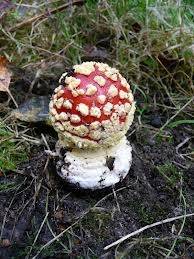 Amanita muscaria image