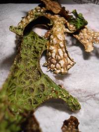 Lobaria pulmonaria image