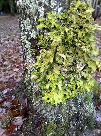 Lobaria pulmonaria image