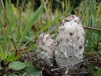 Coprinus comatus image