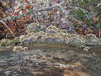 Trametes versicolor image