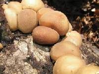 Lycoperdon pyriforme image