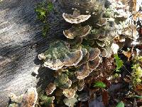 Trametes versicolor image