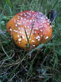 Amanita muscaria image