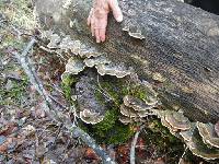 Trametes versicolor image