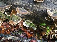 Trametes versicolor image