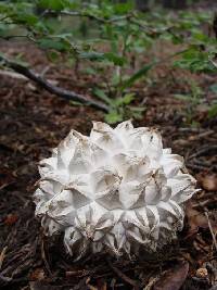 Calvatia sculpta image