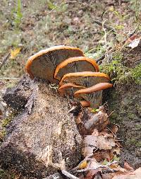 Omphalotus olivascens image