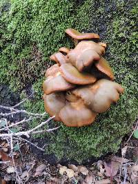 Omphalotus olivascens image