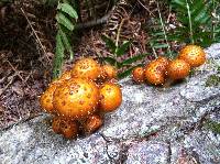 Pholiota terrestris image