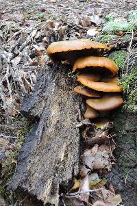 Omphalotus olivascens image