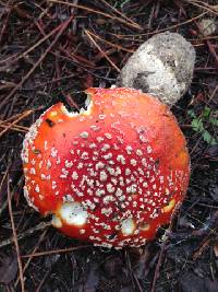 Amanita muscaria image