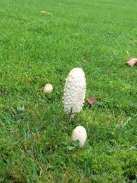 Coprinus comatus image