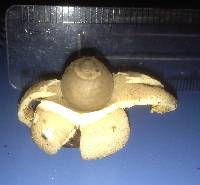 Geastrum saccatum image