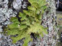 Lobaria pulmonaria image