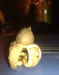 Geastrum saccatum image