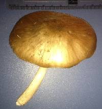 Pluteus cervinus image