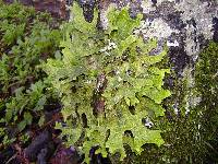 Lobaria pulmonaria image