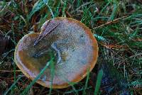 Lactarius deliciosus image