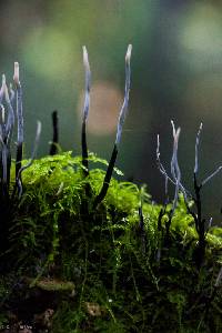 Xylaria hypoxylon image