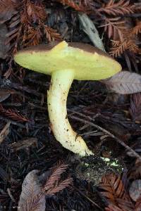 Boletus subtomentosus image