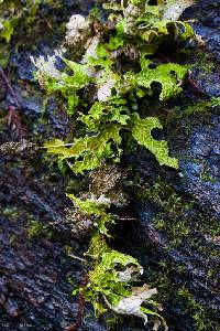 Lobaria pulmonaria image