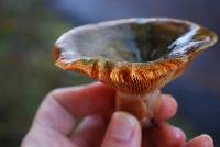 Lactarius deliciosus image