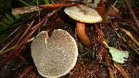 Boletus chrysenteron image