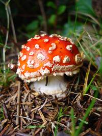 Amanita muscaria image