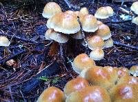 Hypholoma capnoides image