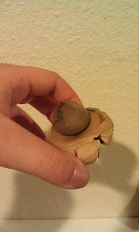 Geastrum saccatum image