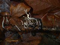 Image of Xylaria polymorpha