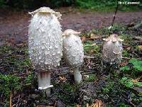 Coprinus comatus image