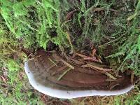 Ganoderma applanatum image