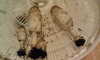 Coprinus comatus image