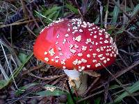 Amanita muscaria image