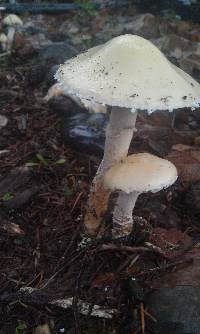 Stropharia ambigua image