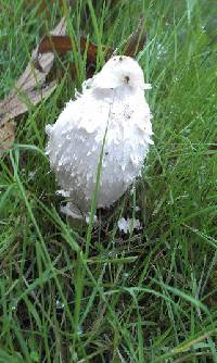 Coprinus comatus image