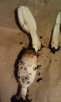 Coprinus comatus image