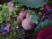 Lycoperdon pyriforme image