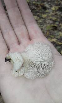 Image of Pleurotus albolanatus