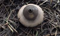 Geastrum saccatum image