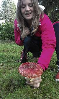 Amanita muscaria image