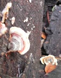 Trametes versicolor image