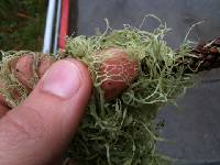 Ramalina menziesii image