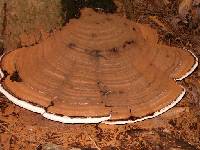 Ganoderma applanatum image